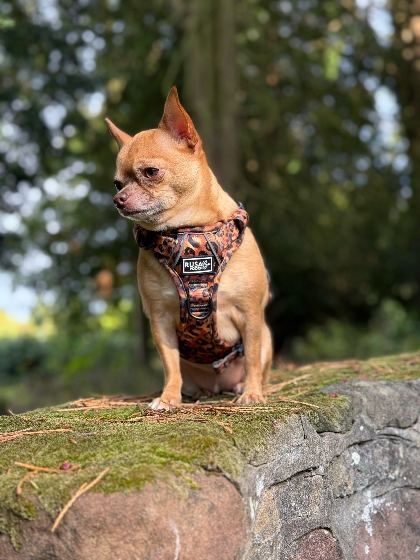 Ready To Ship | Adventure Approved Harness - Savanna