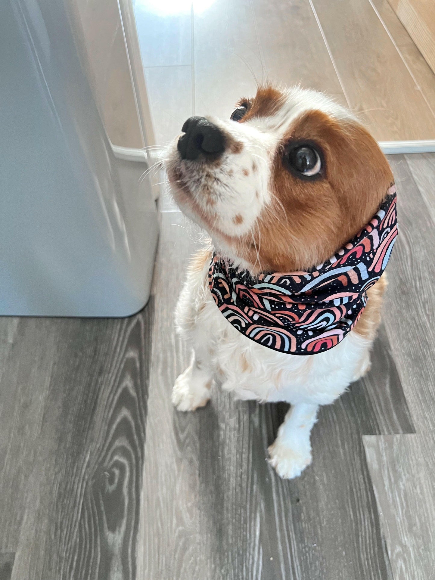 Cavalier wearing black and pastel rainbow feeding snood