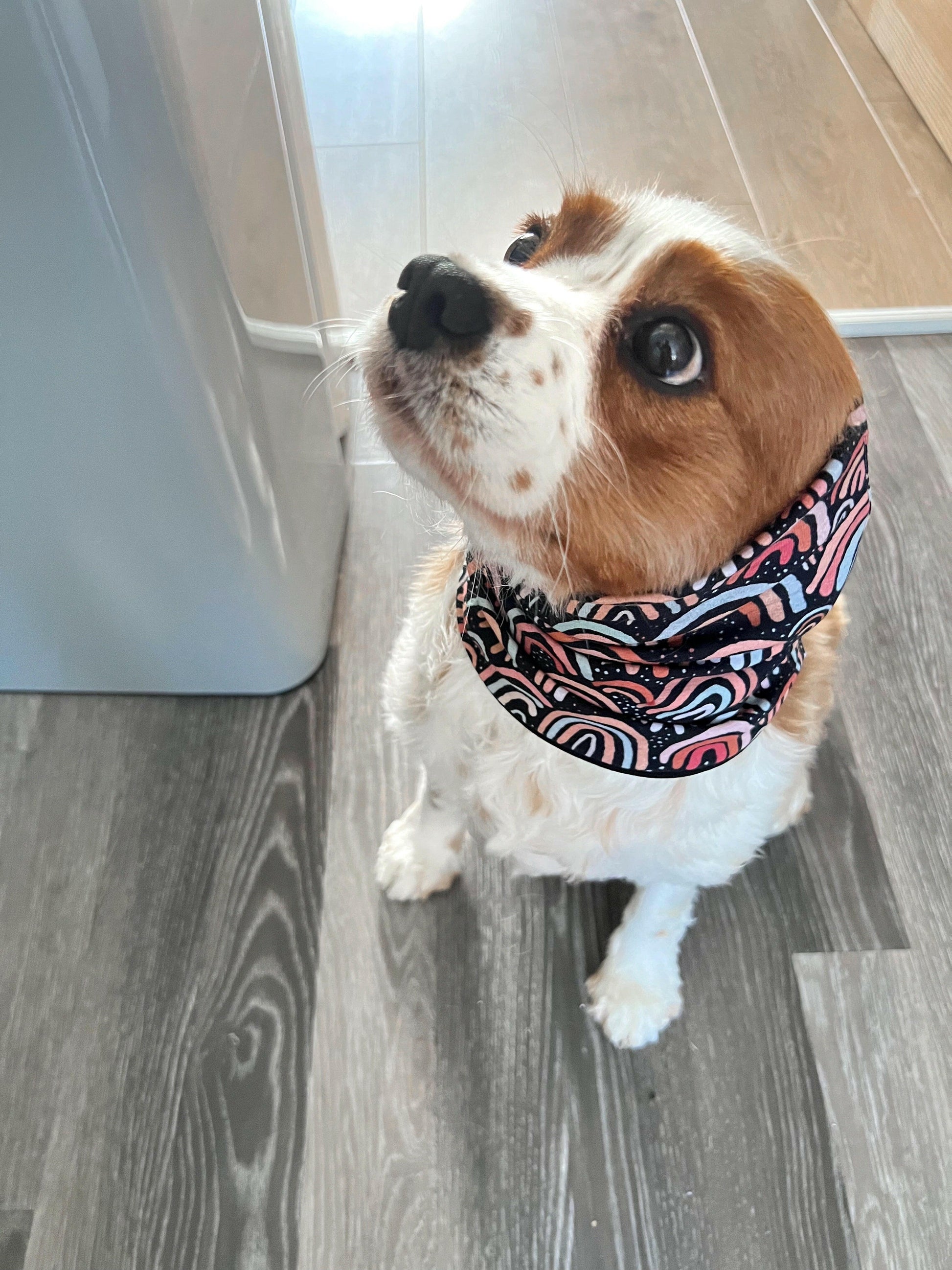 Cavalier wearing black and pastel rainbow feeding snood