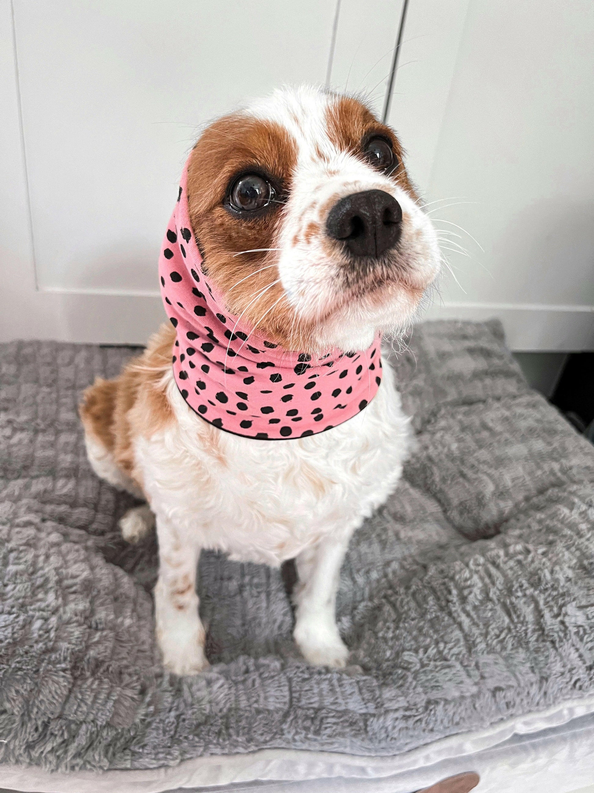 Cavalier wearing pink spotty feeding snood