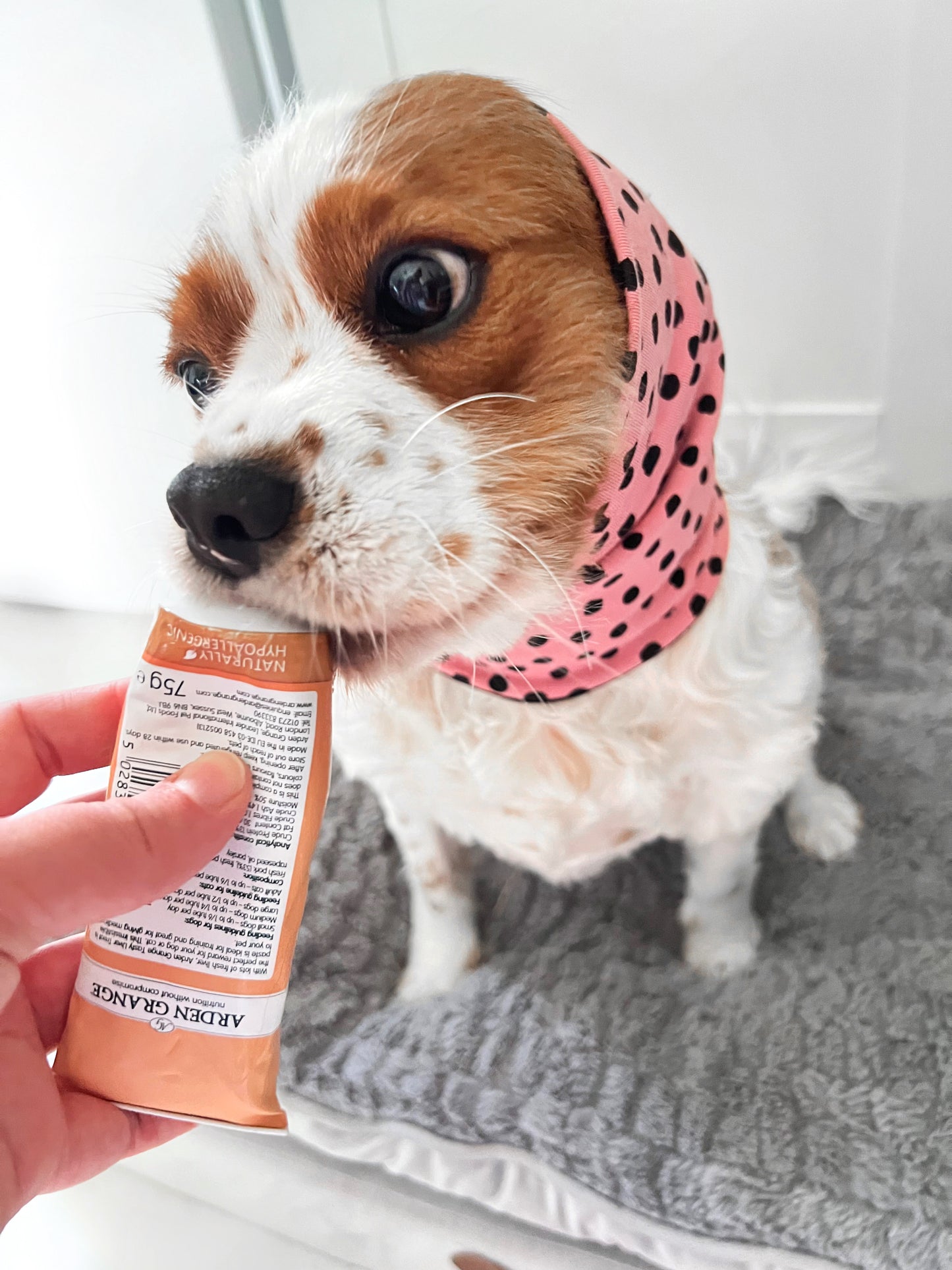 Cavalier wearing pink spotty food snood