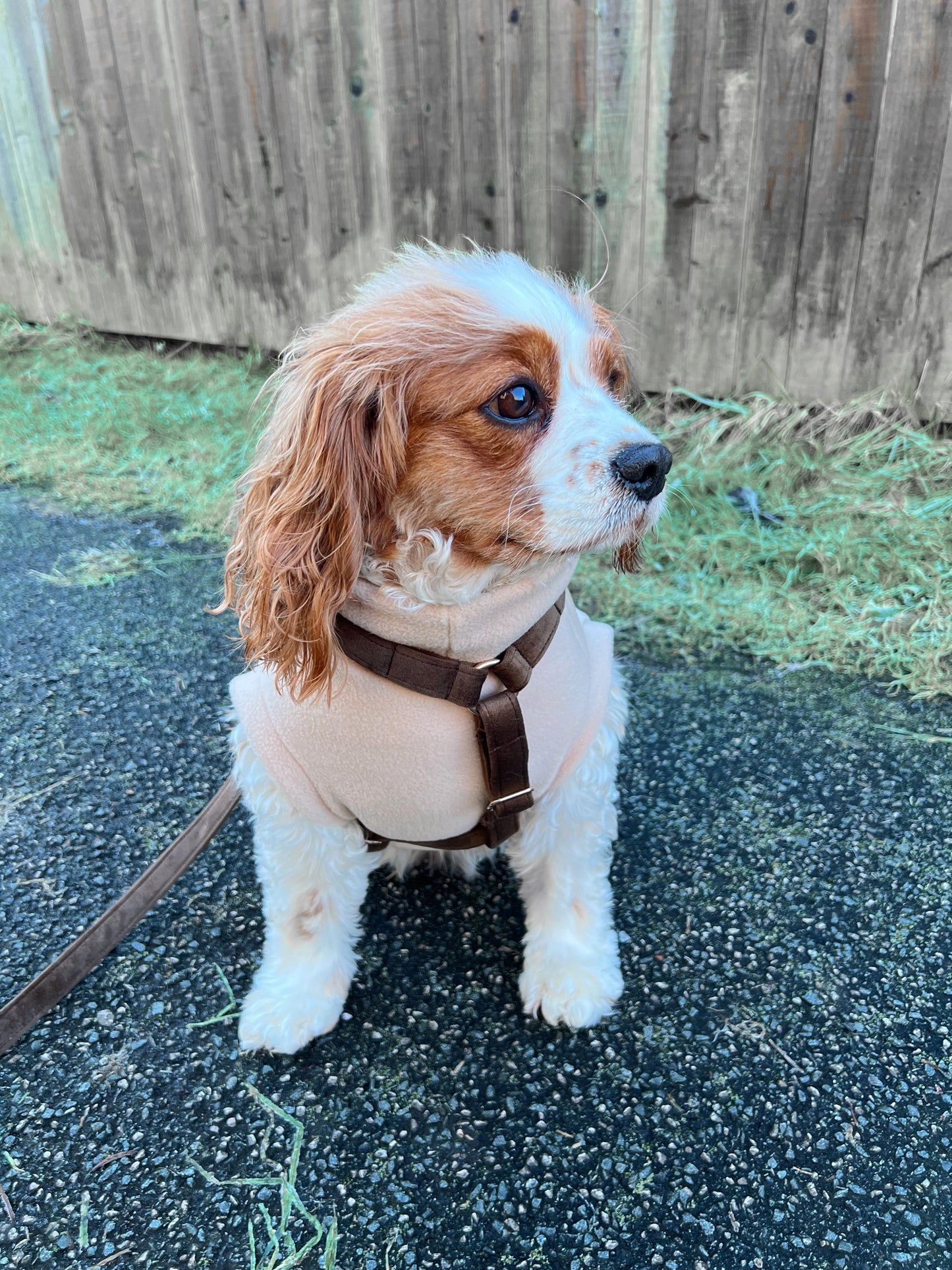 Small dog wearing light brown fleece and brown harness