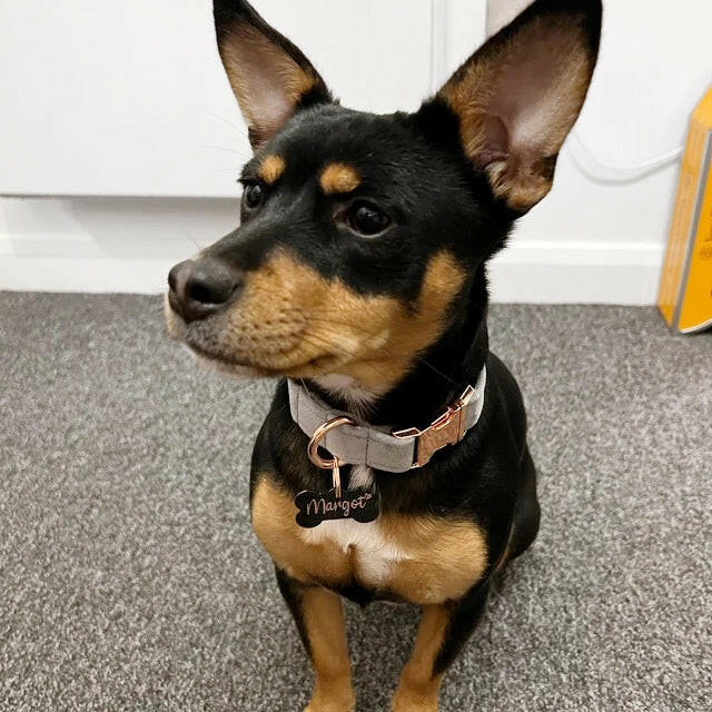Small dog wearing grey velvet dog collar