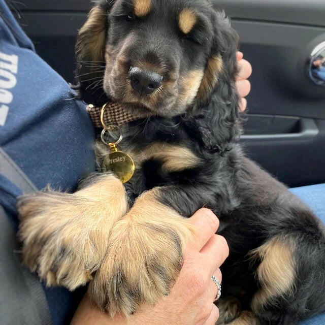 Puppy wearing brown houndstooth collar
