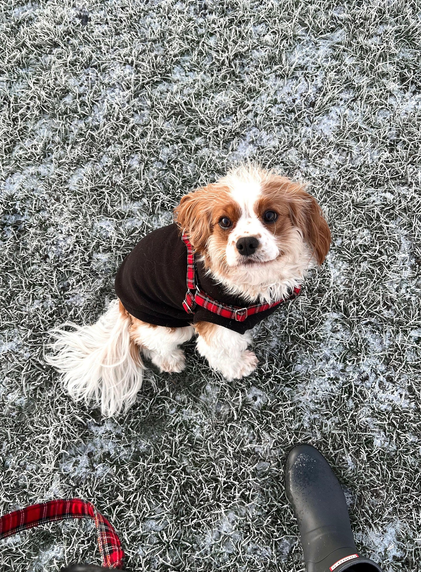 Cavalier in black sleeveless dog fleece
