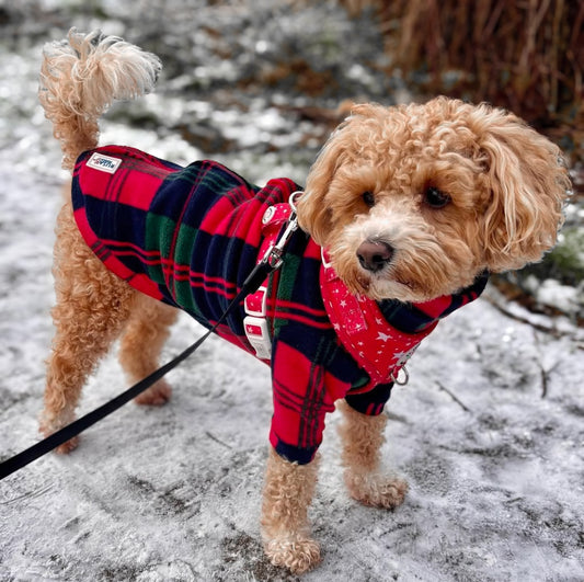Small dog wearing red, green and navy tartan plaid fleece