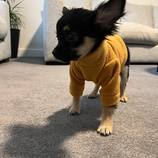 Chihuahua puppy wearing mustard fleece