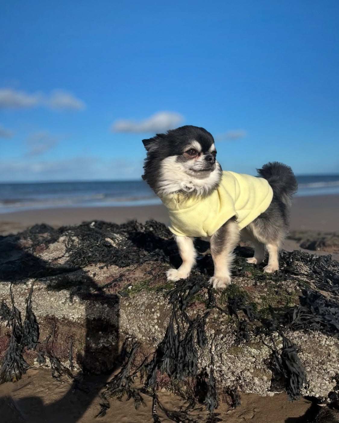 Chihuahua on the beach wearing sleeveless lemon fleece