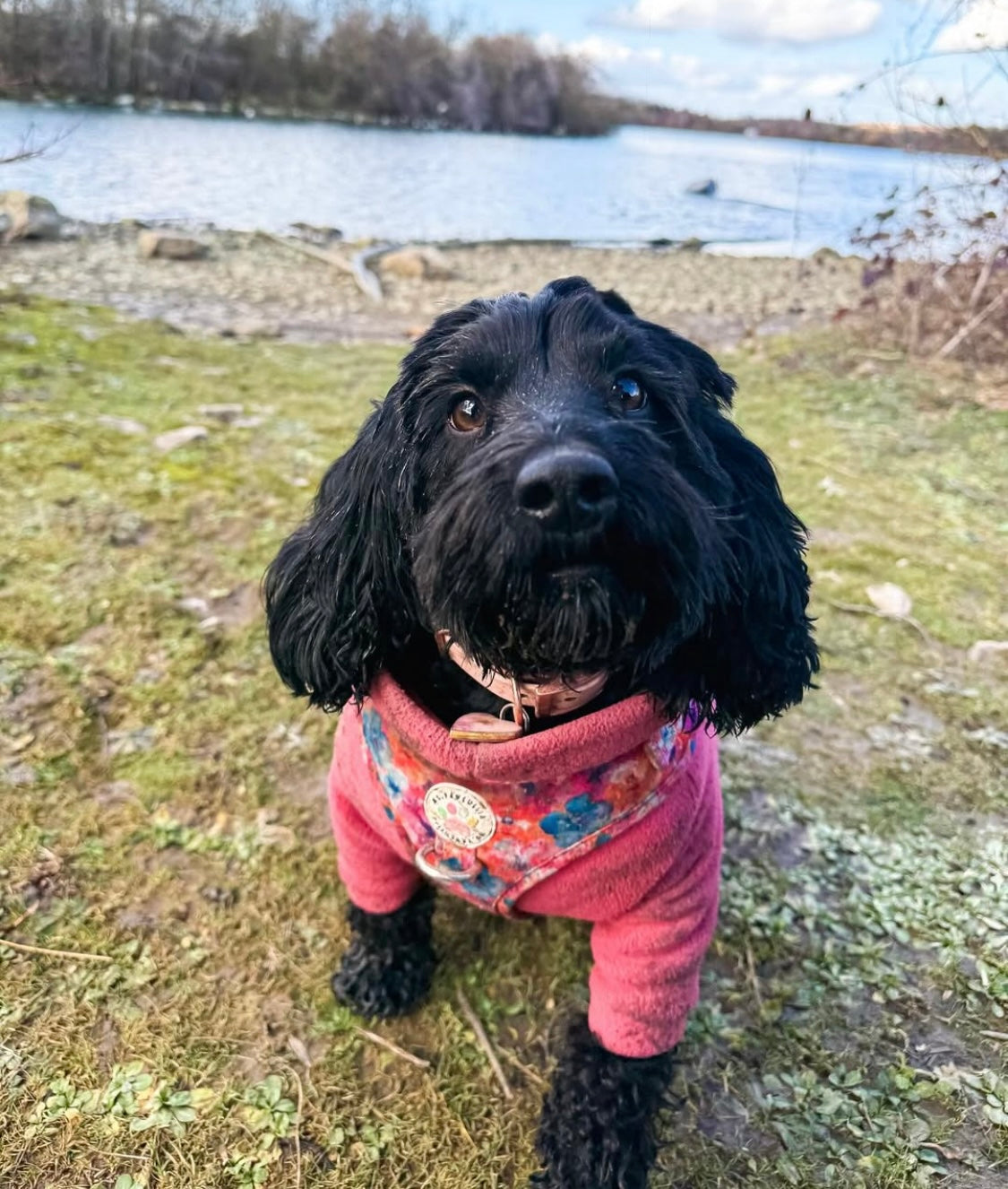 Cockapoo wearing bright pink coral fleece with arms