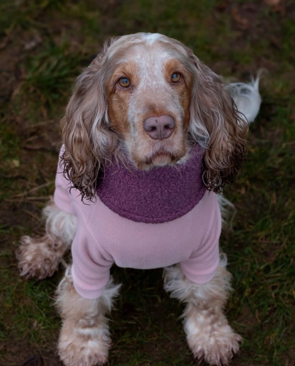 Cocker spaniel wearing mulberry teddy borg snood