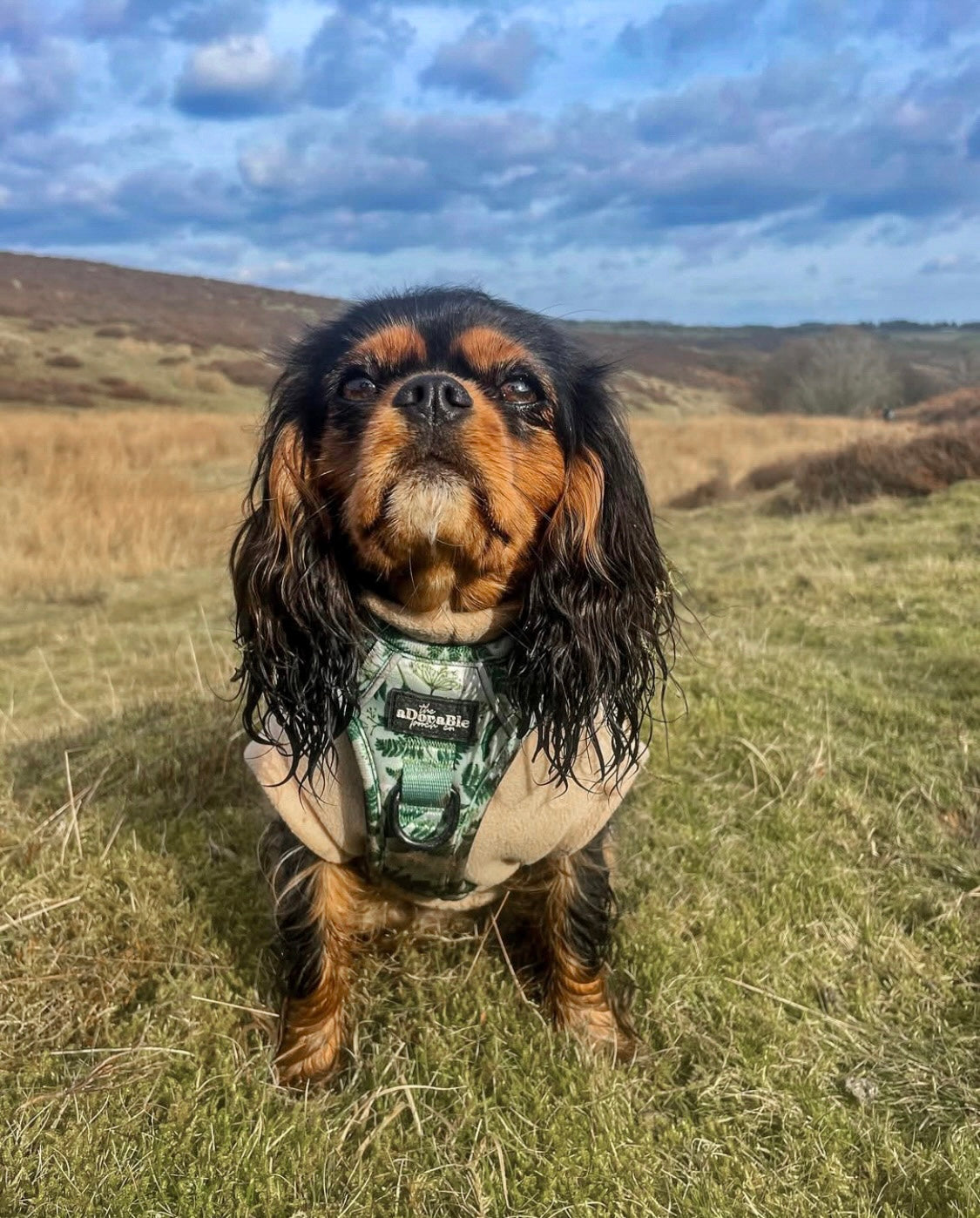 Cavalier wearing nude beige tankie fleece