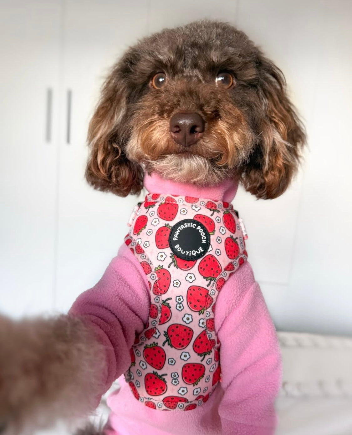 Labradoodle wearing baby pink two legged dog fleece