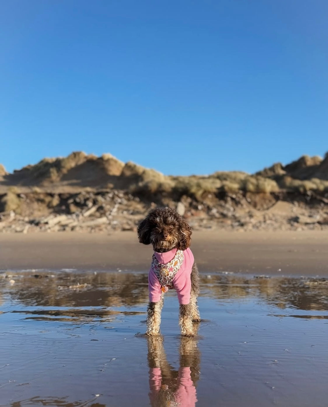 Labradoodle wearing light pink polar fleece with arms