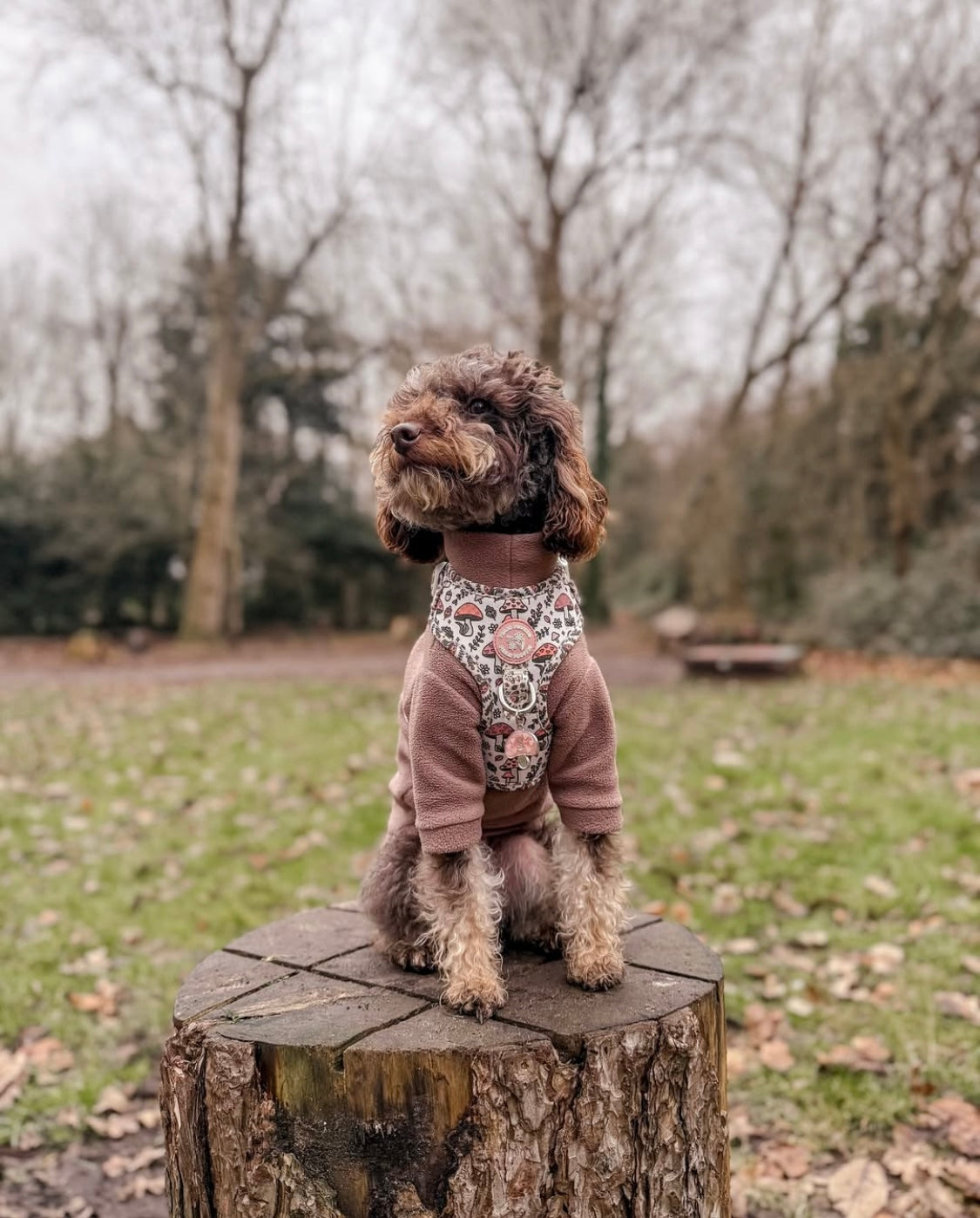 Labradoodle wearing two legged light brown dog fleece