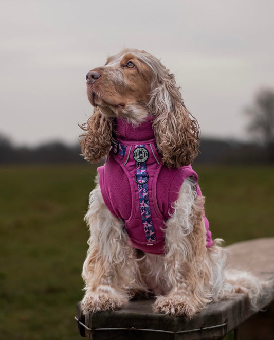 Cocker spaniel wearing raspberry pink tankie fleece