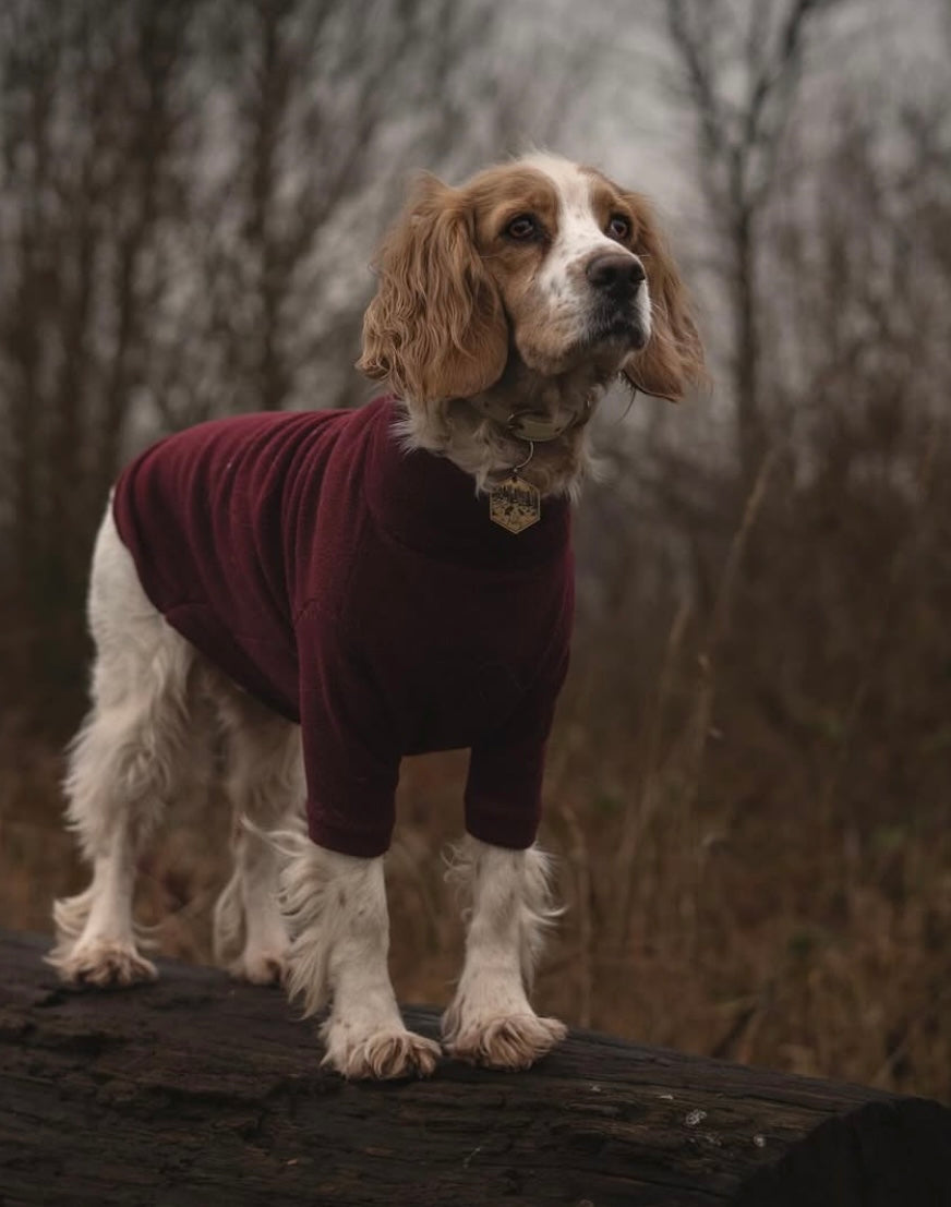Cocker spaniel wearing dark red two legged polar fleece