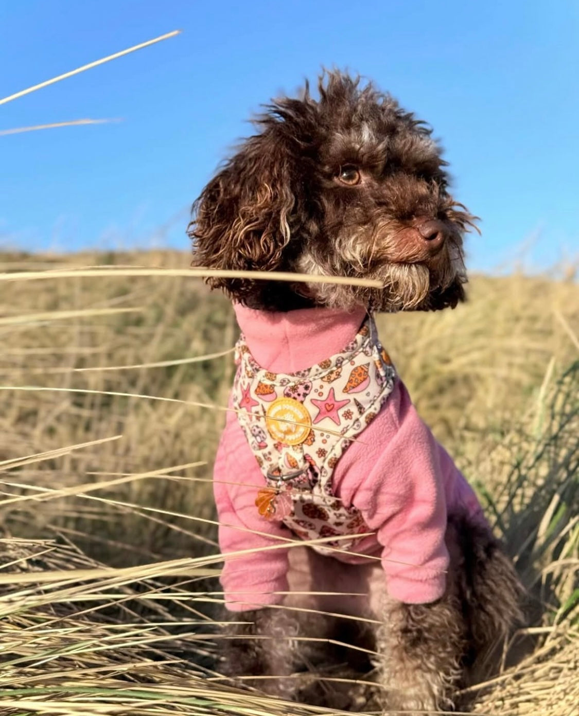 Labradoodle wearing baby pink fleece with arms