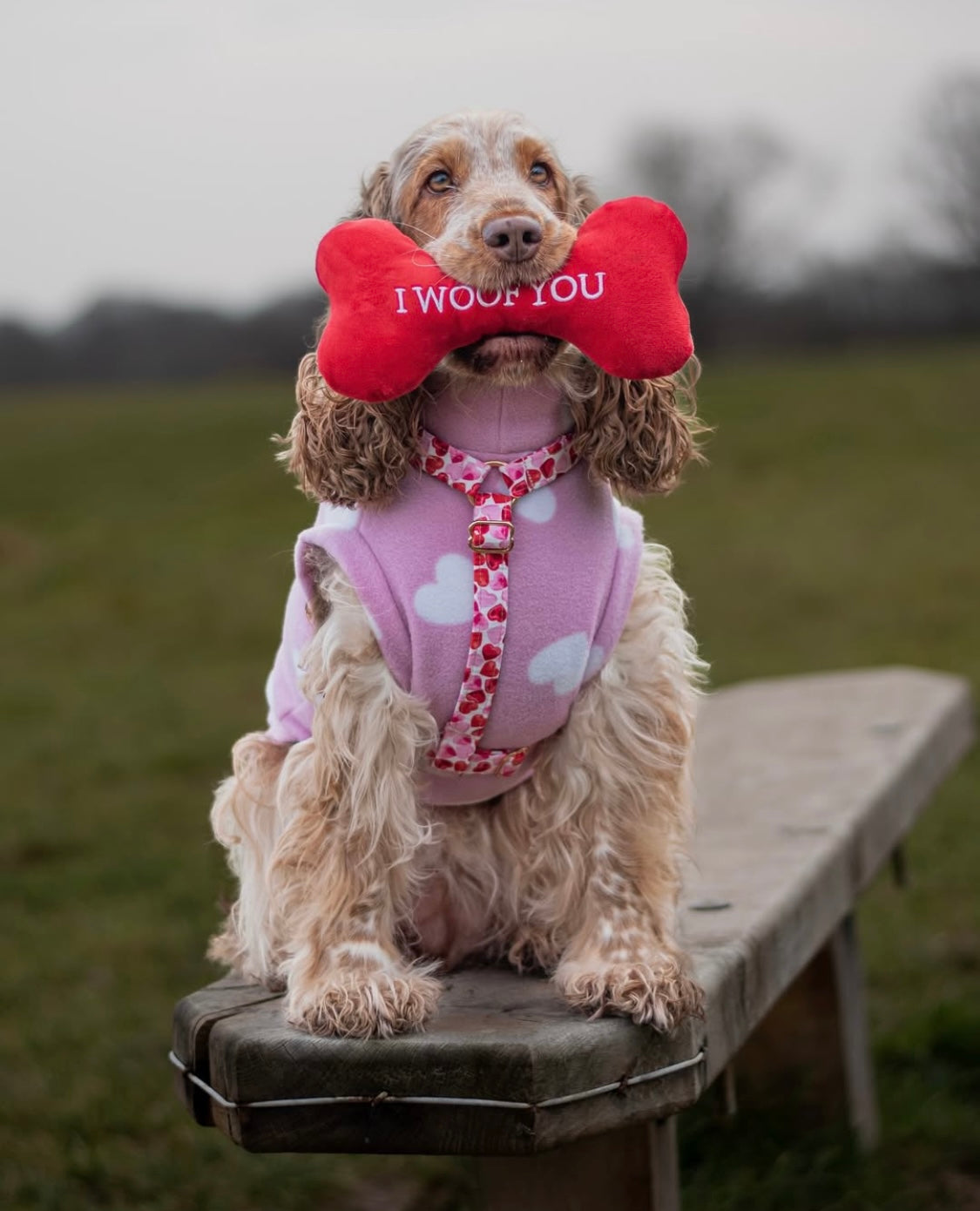 Cocker spaniel wearing tankie pink hearts polar fleece