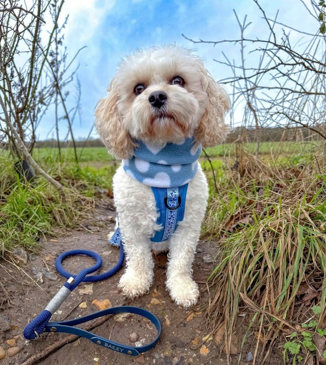 White fluffy dog wearing baby blue hearts fleece snood