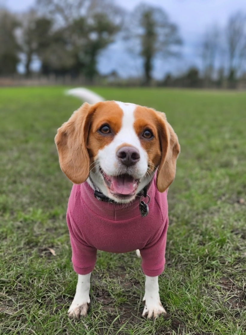 Beagle wearing our dusky pink mauve dog fleece