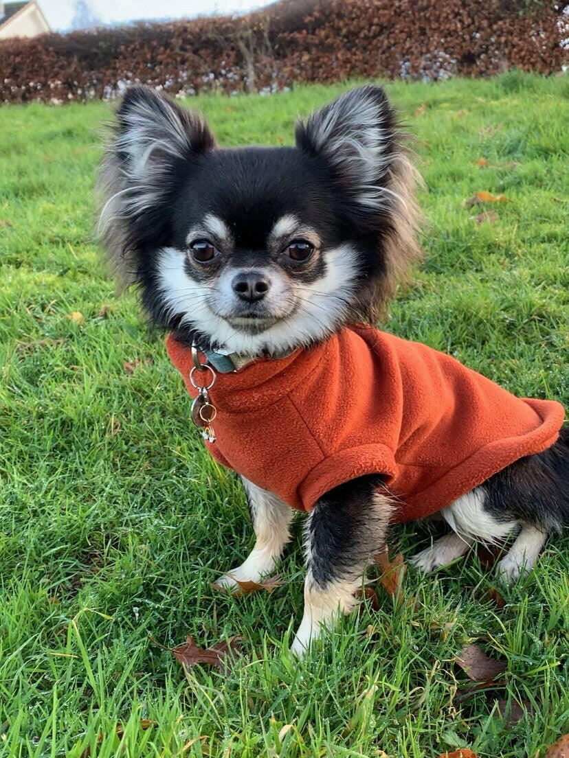 Chihuahua in rust tankie fleece