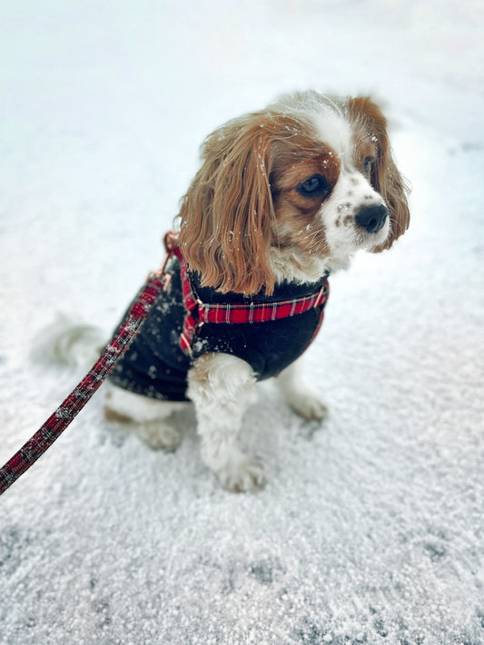 Cavalier in black sleeveless fleece and red checked harness