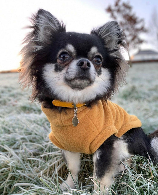 Chihuahua in mustard tankie fleece