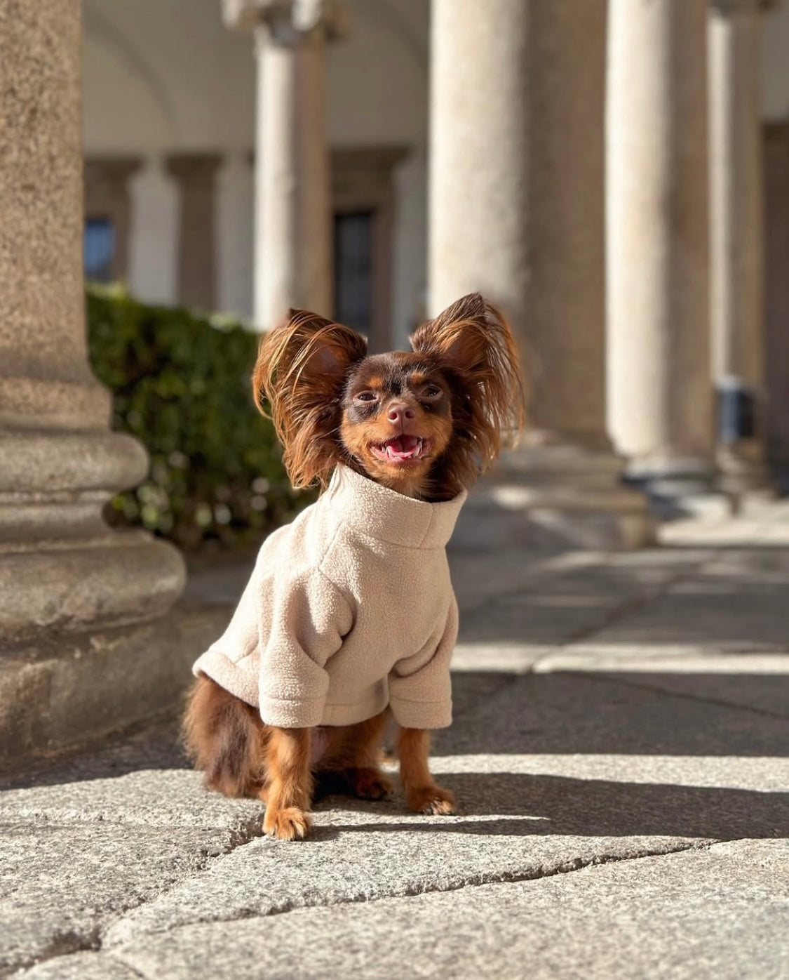 Small dog wearing light beige two legged polar fleece