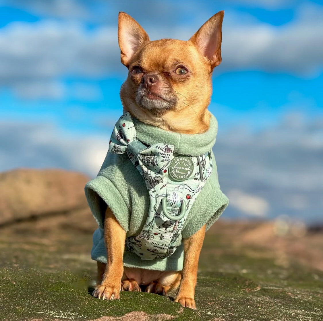 Chiahuahua wearing light green tankie polar fleece