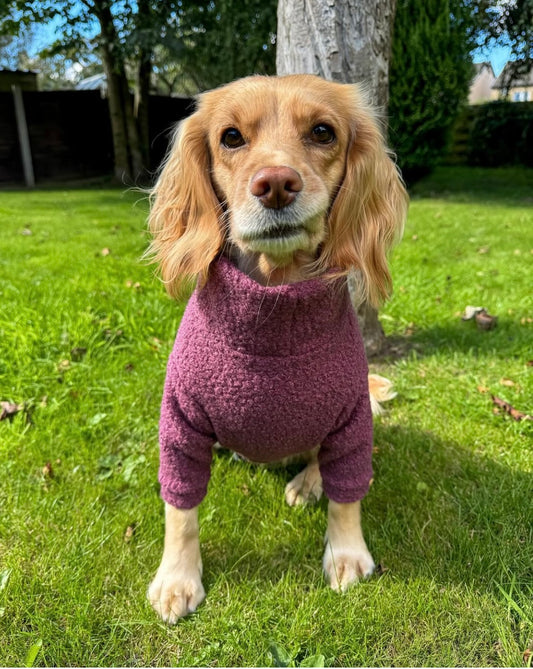 Cocker spaniel wearing pink teddy borg fleece jumper