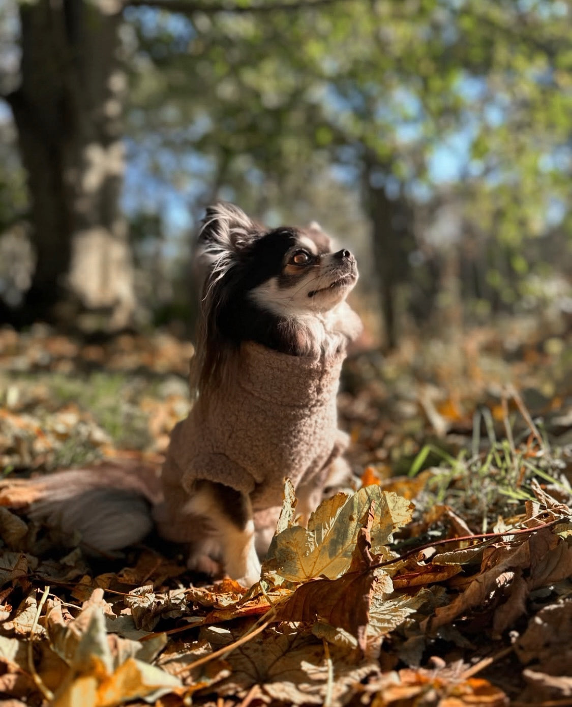 Chihuahua wearing beige teddy borg sleeveless jumper