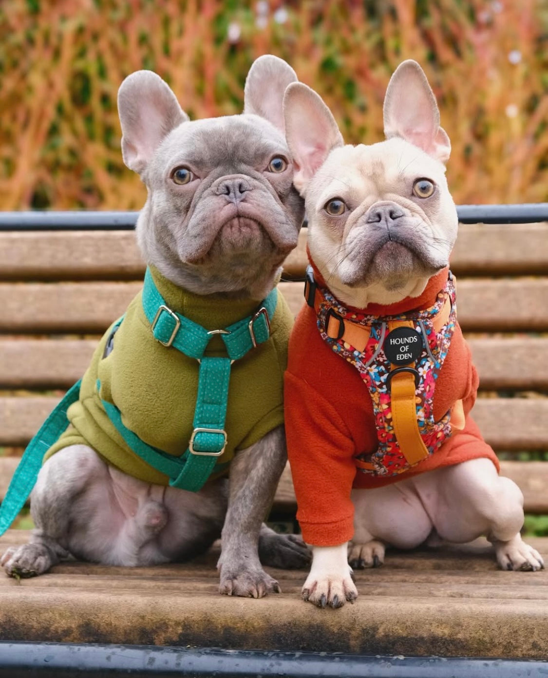 Frenchies wearing rust and olive green matching dog fleeces