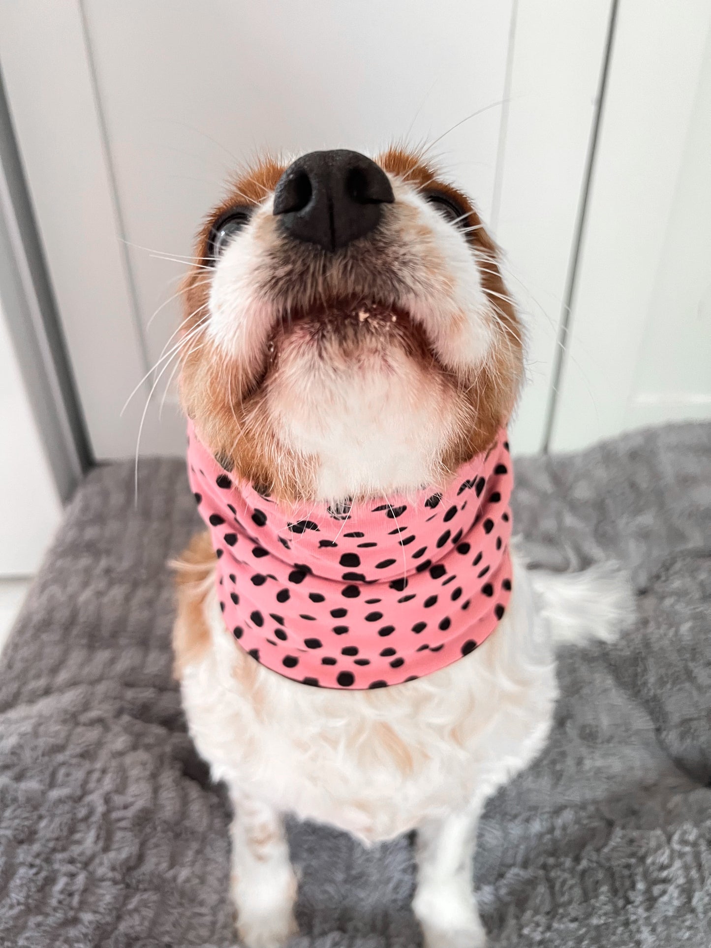 Cavalier wearing pink spotty over ear snood