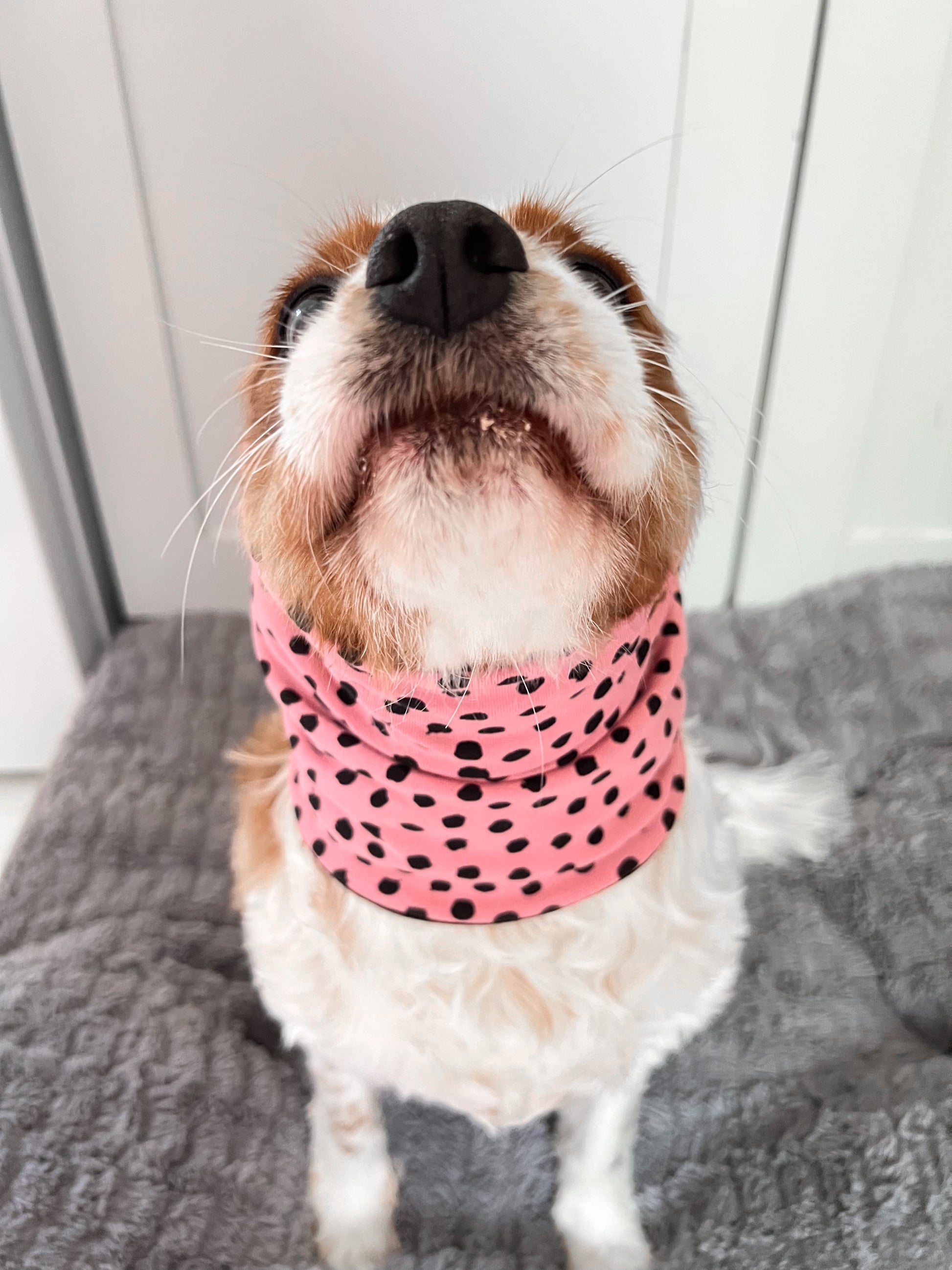Cavalier wearing pink spotty over ear snood