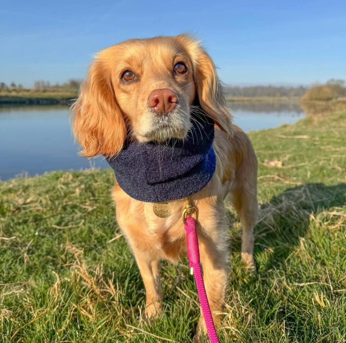 Cocker spaniel wearing navy teddy borg handmade snood