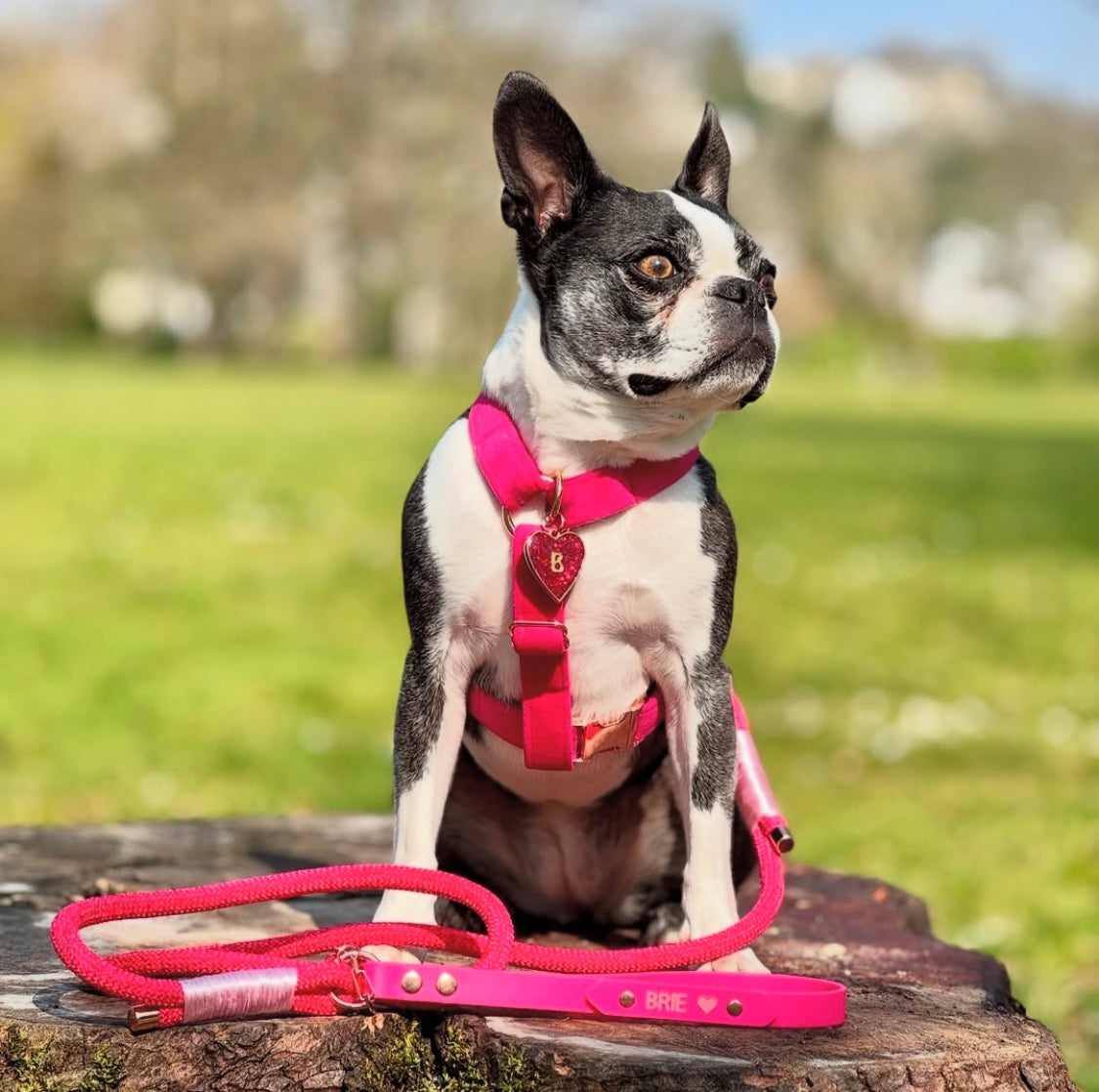 Boston terrier wearing hot pink velvet strap harness