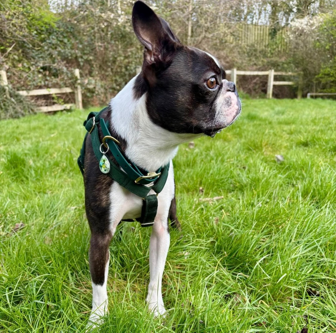 Boston terrier wearing dark green and gold harness