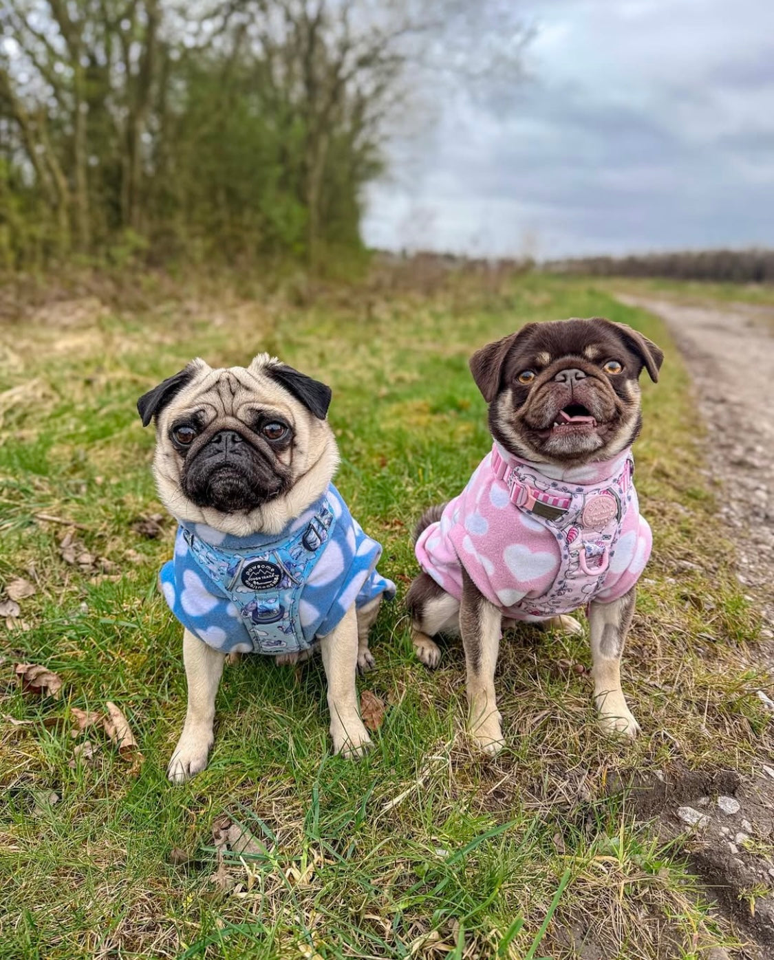 Pugs in matching pink and blue sleeveless heart fleeces