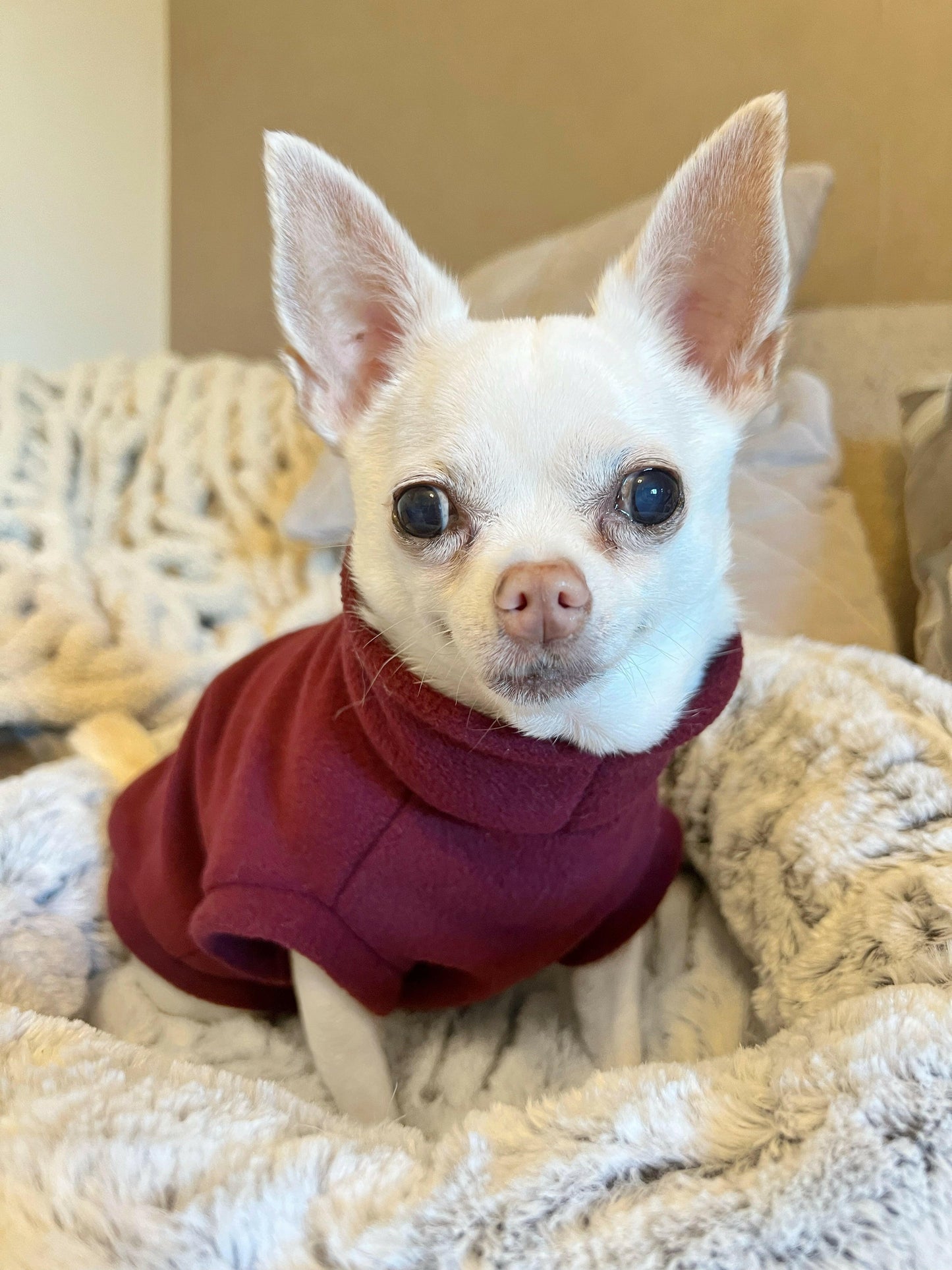 Cream chihuahua in wine red tankie fleece