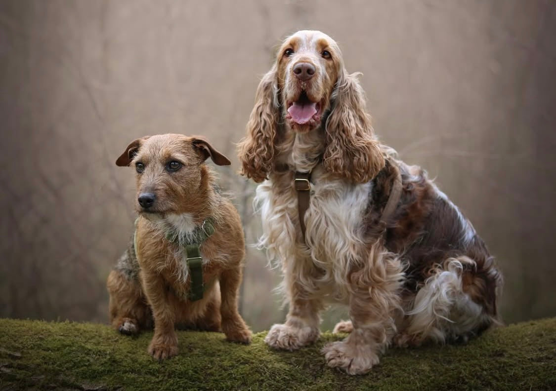 Dogs wearing matching luxury velvet strap harnesses