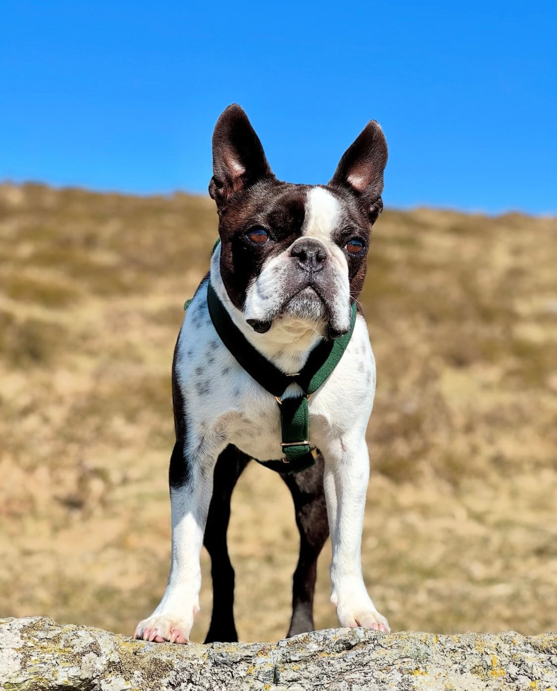 Small dog wearing luxury green velvet strap harness