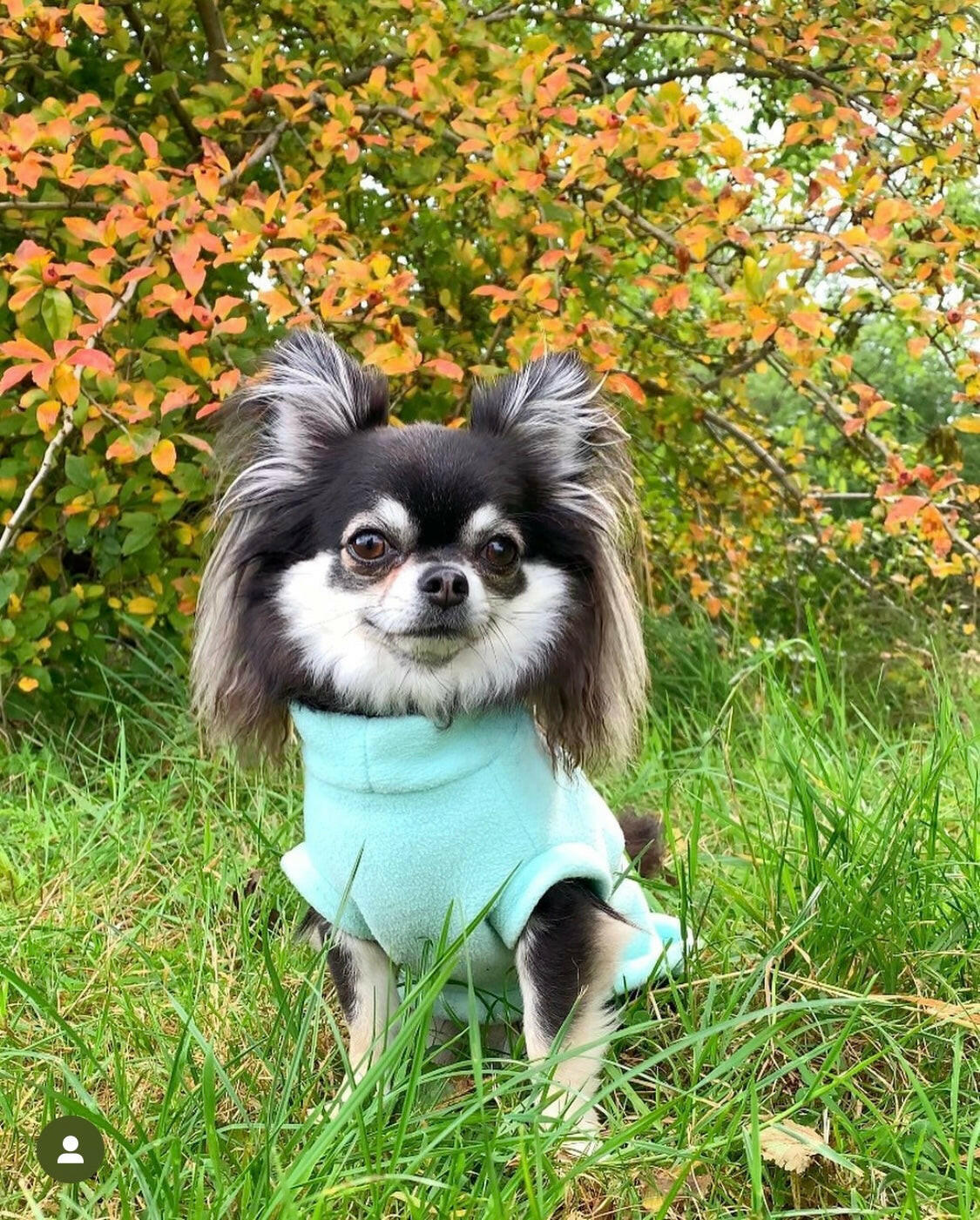 Chihuahua wearing mint green sleeveless fleece