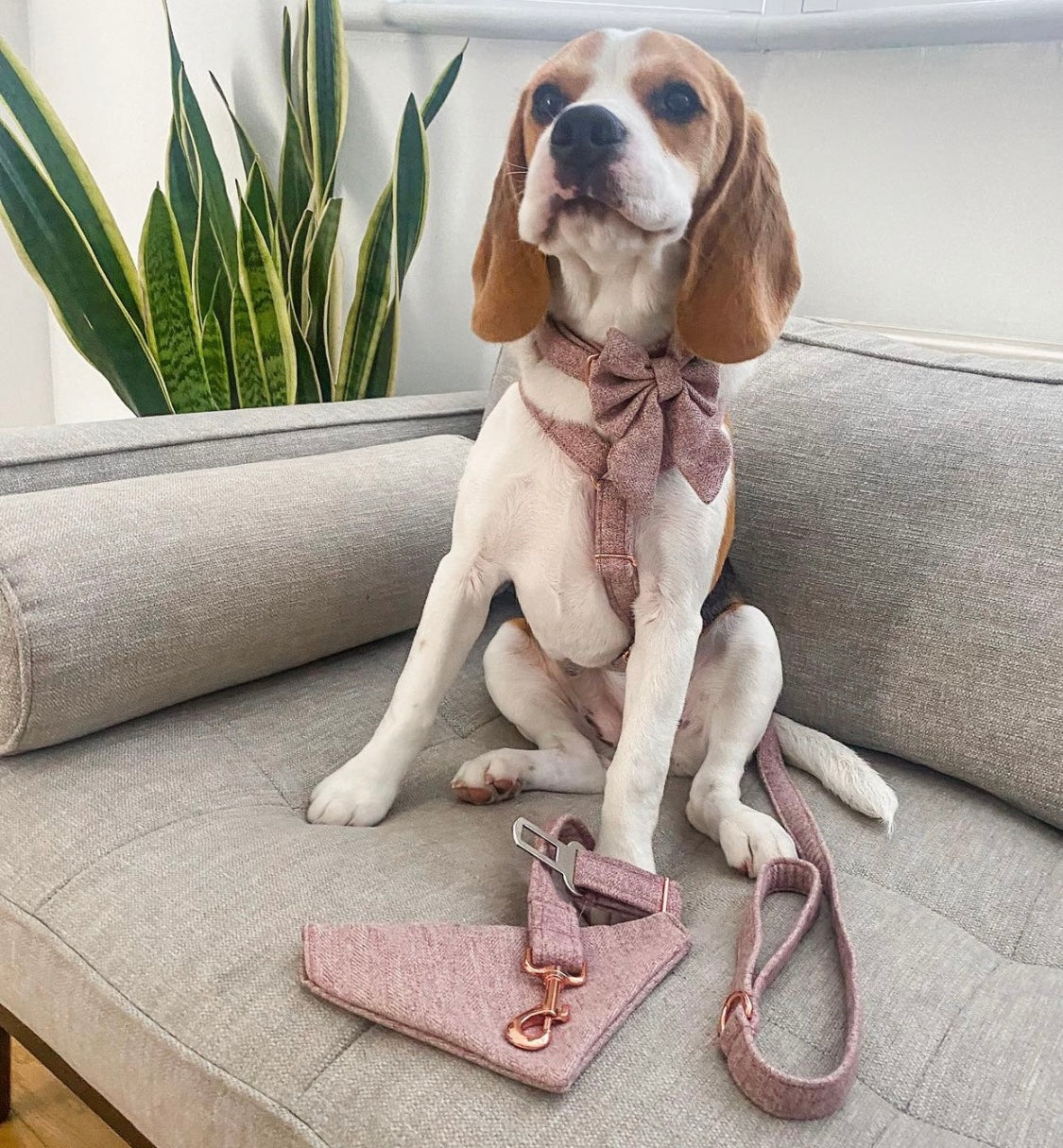 Beagle wearing pink tweed harness, lead and sailor bow