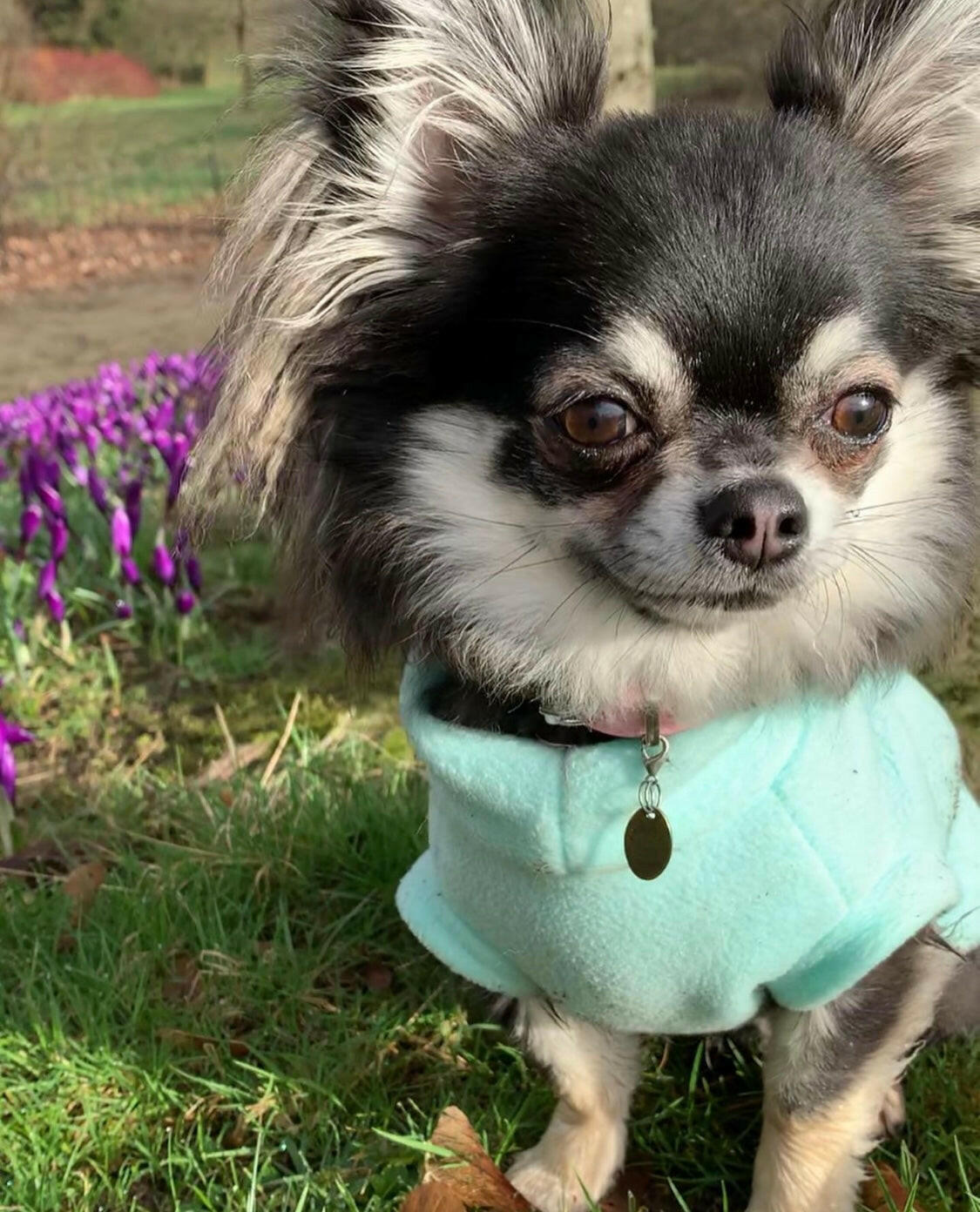 Chihuahua wearing mint green tankie fleece