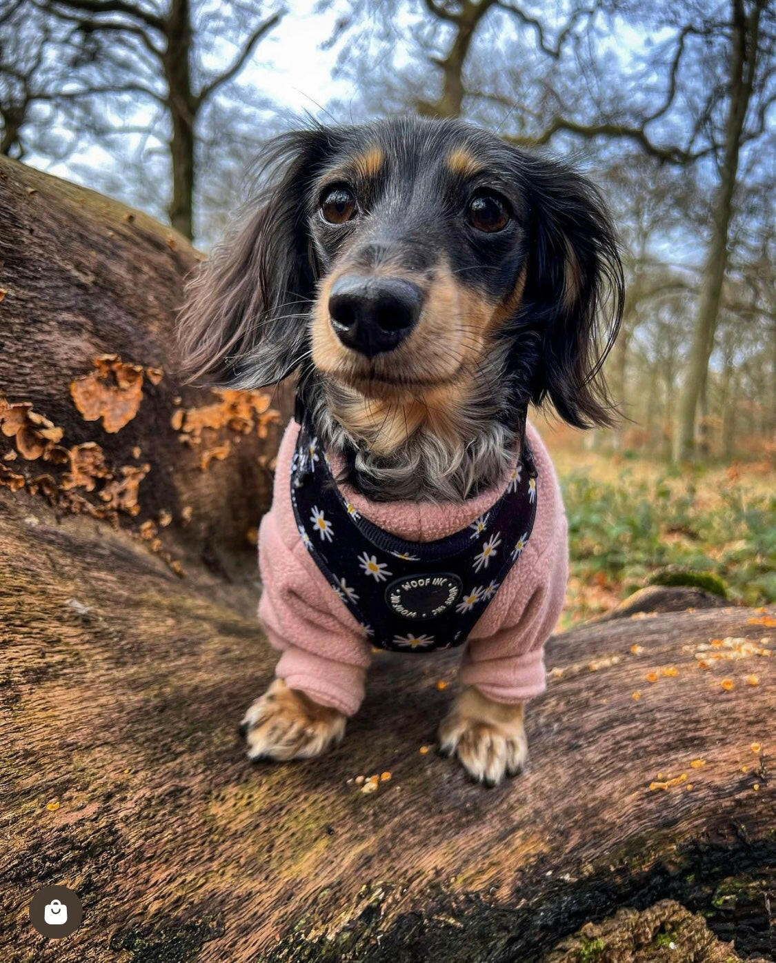 Sausage dog in peach fleece