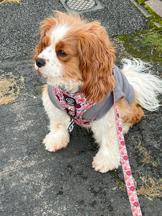 Cavalier wearing dark grey dog fleece
