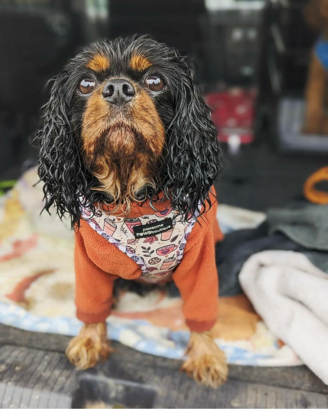 Cavalier wearing rust fleece