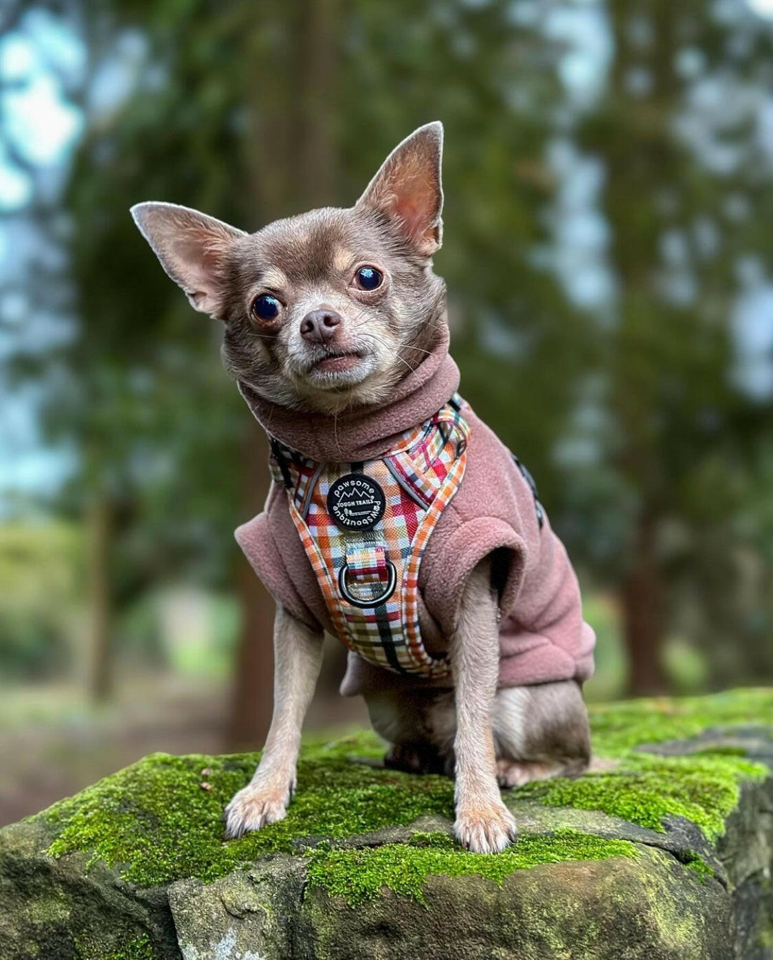 Chihuahua wearing mocha tankie fleece
