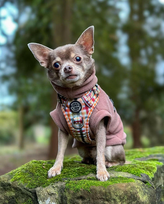 Chihuahua wearing mocha tankie fleece