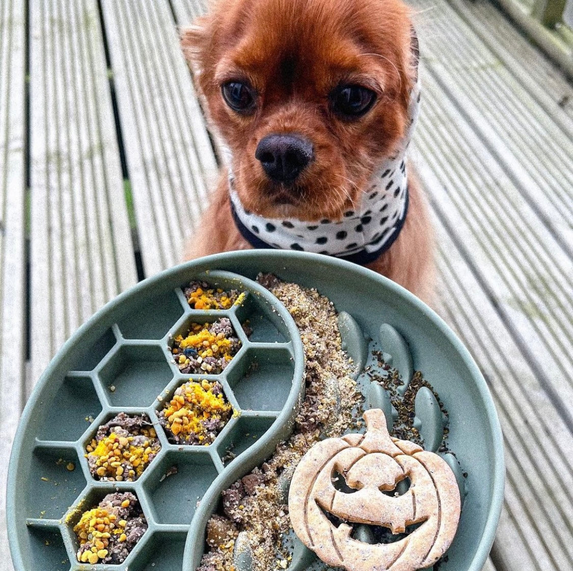Cavalier wearing mint spotty food snood